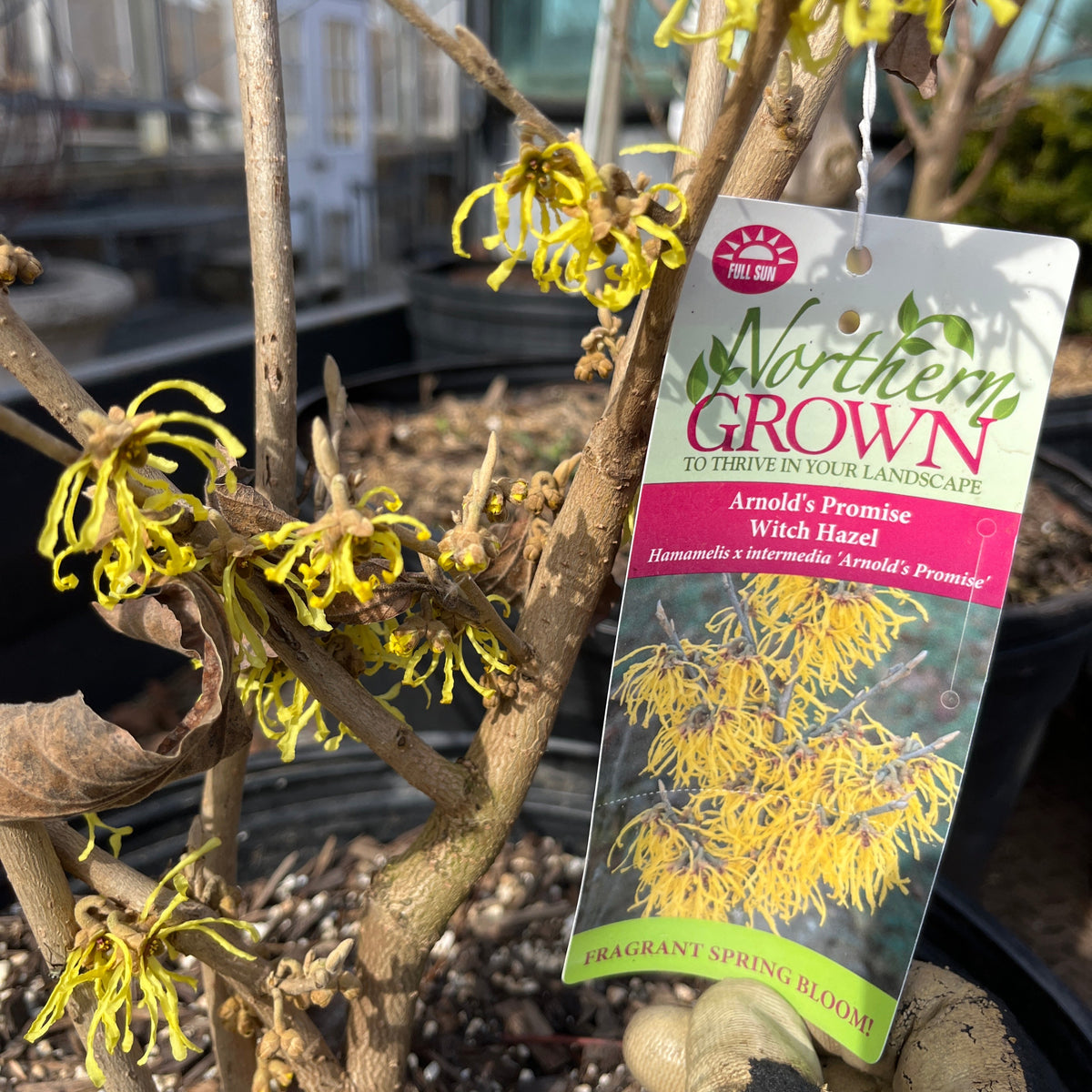 'Arnold Promise' Witch Hazel | Hamamelis x intermedia