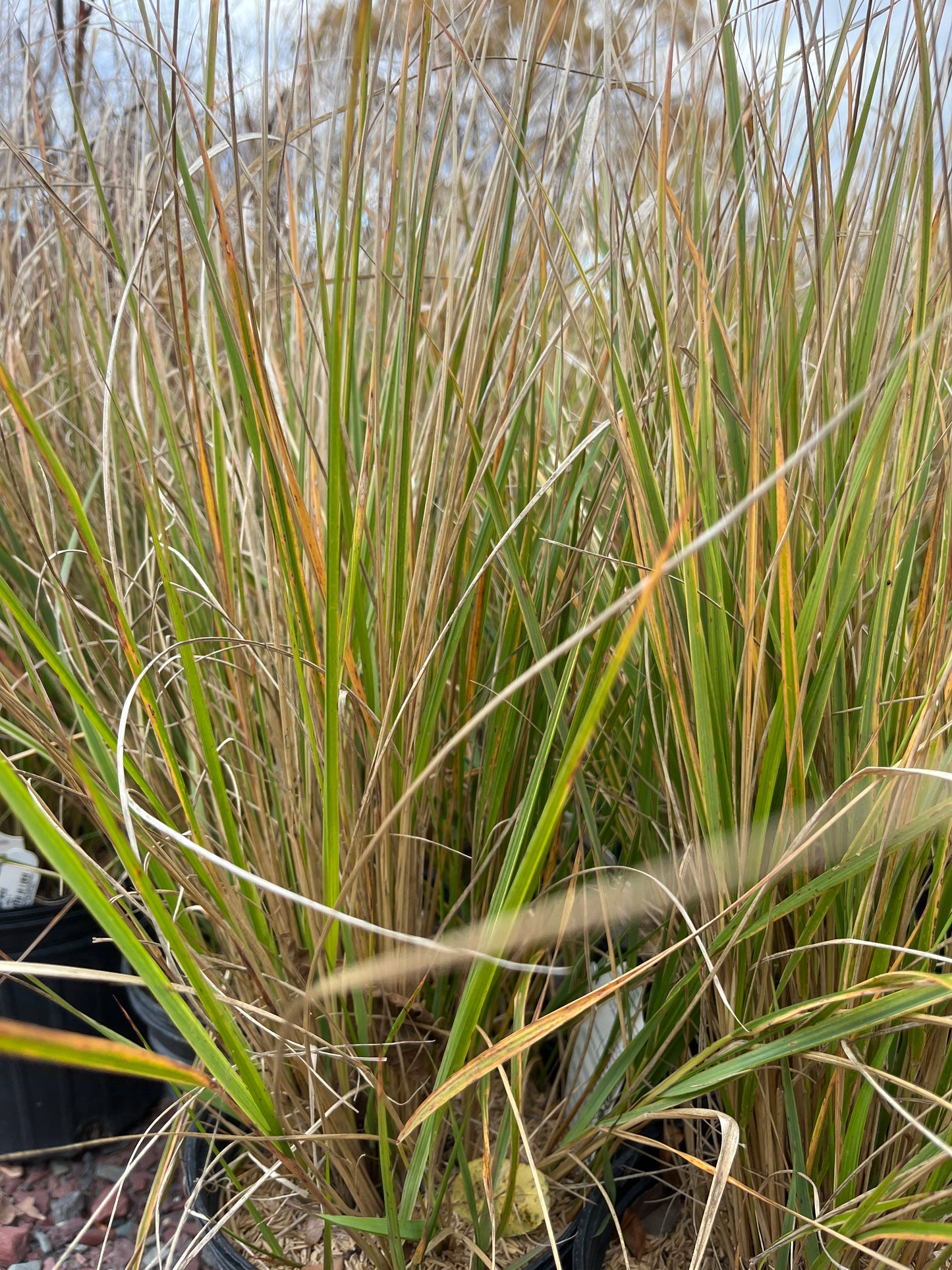 Hello Spring™' Feather Reed Grass | Calamagrostis acutiflora Hello Spring!™
