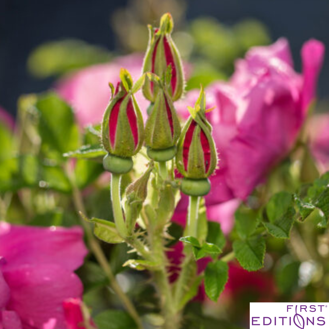 Lotty's Love Rugosa Rose | Rosa rugosa