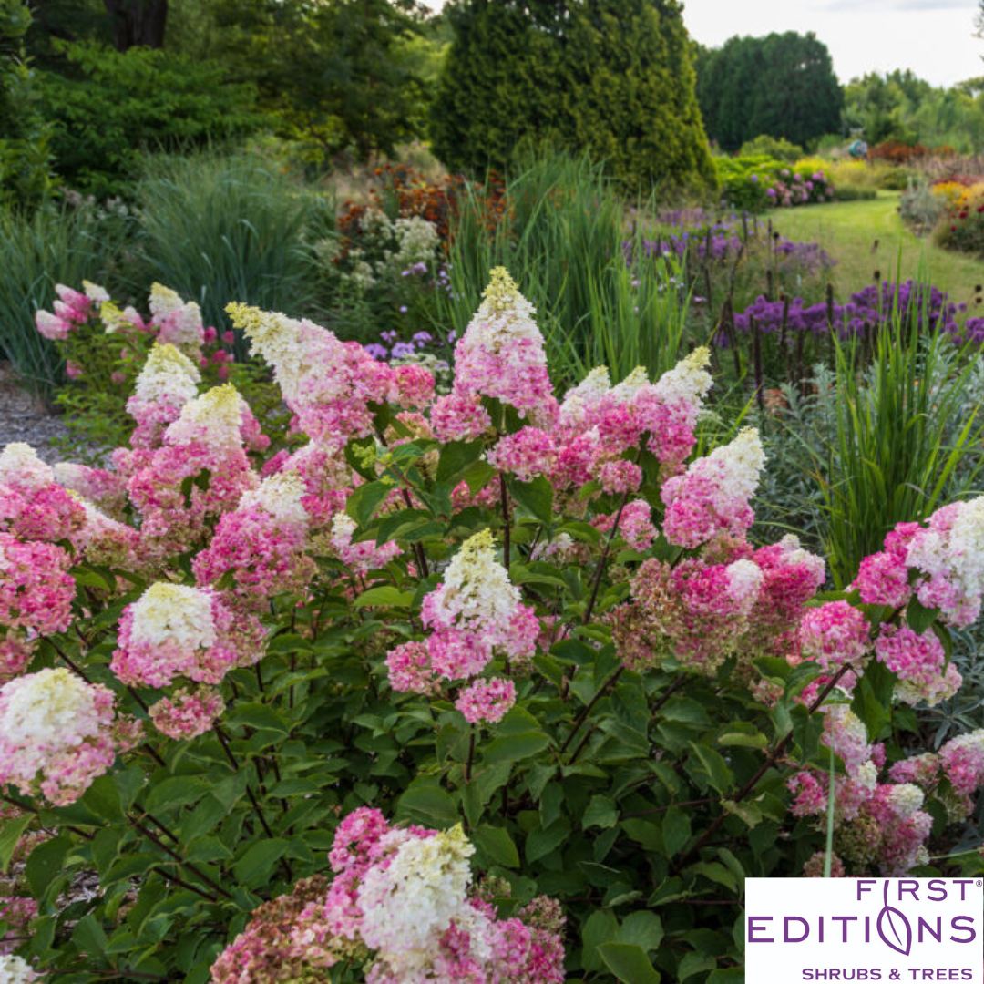 Vanilla Strawberry Hydrangea | Hydrangea paniculata