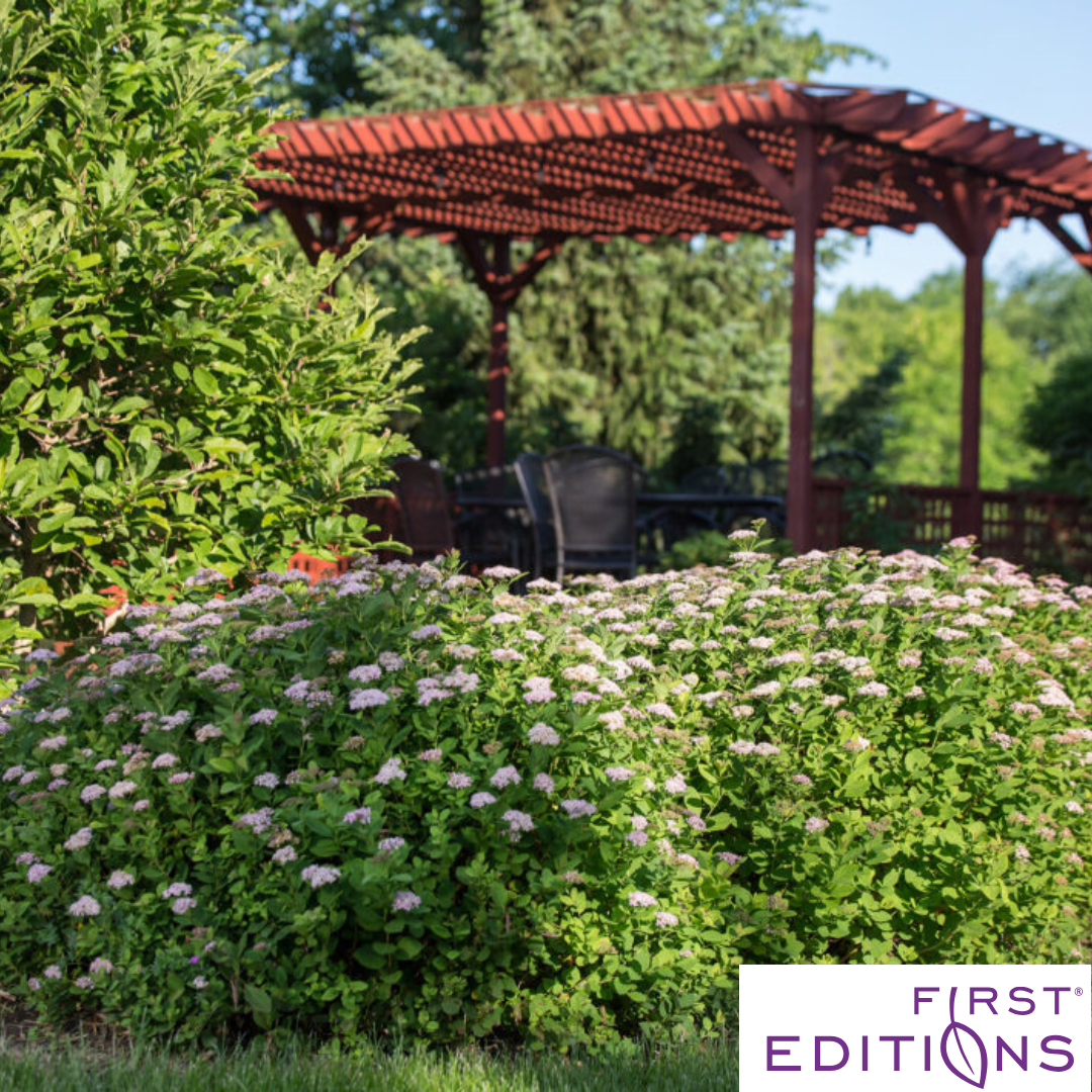 Pink Sparkler Birchleaf Spirea | Spiraea betulifolia