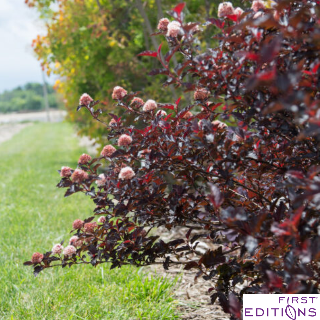 Fireside® Ninebark | Physocarpus opulifolius