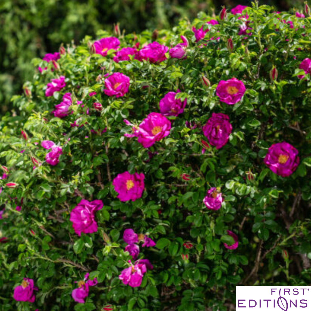 Lotty's Love Rugosa Rose | Rosa rugosa