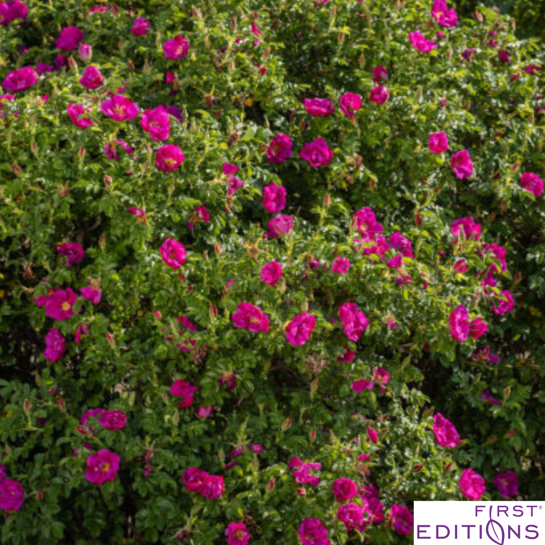 Lotty's Love Rugosa Rose | Rosa rugosa