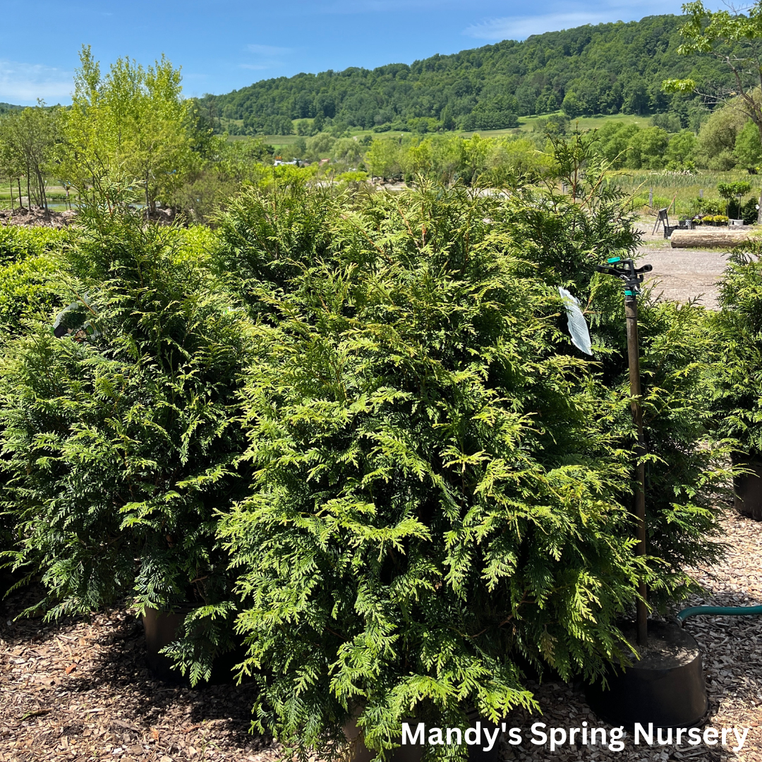 'Leprechaun' Western Red Cedar | Thuja standishii x plicata 'Leprechaun'