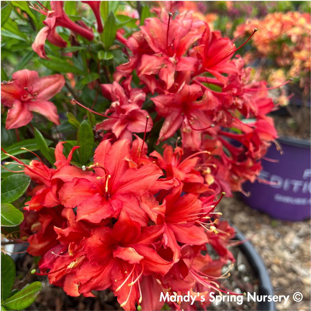 Electric Lights™ Red Azalea | Rhododendron 'Electric Lights Red'