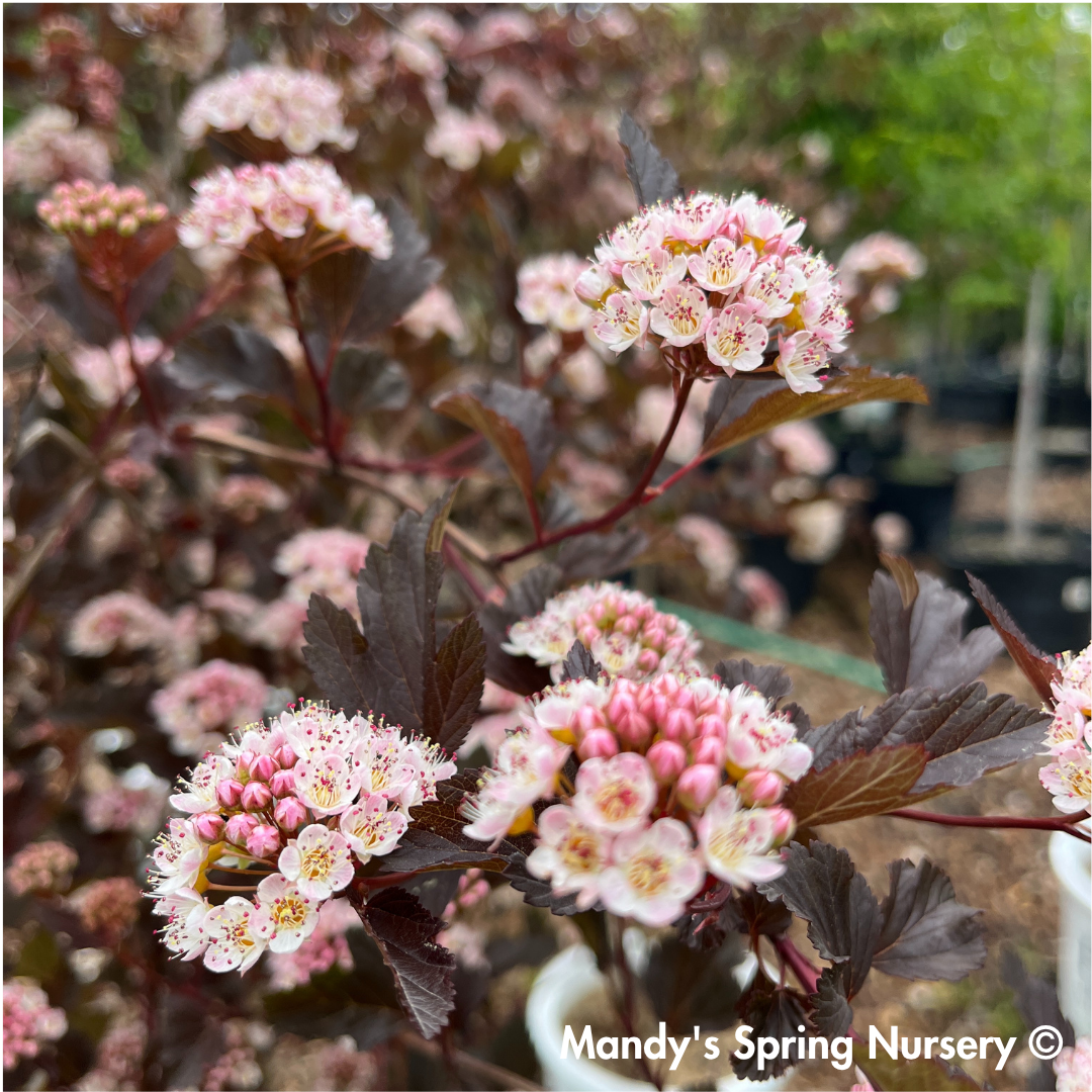 Summer Wine Ninebark Tree | Physocarpus opulifolius 'Seward'