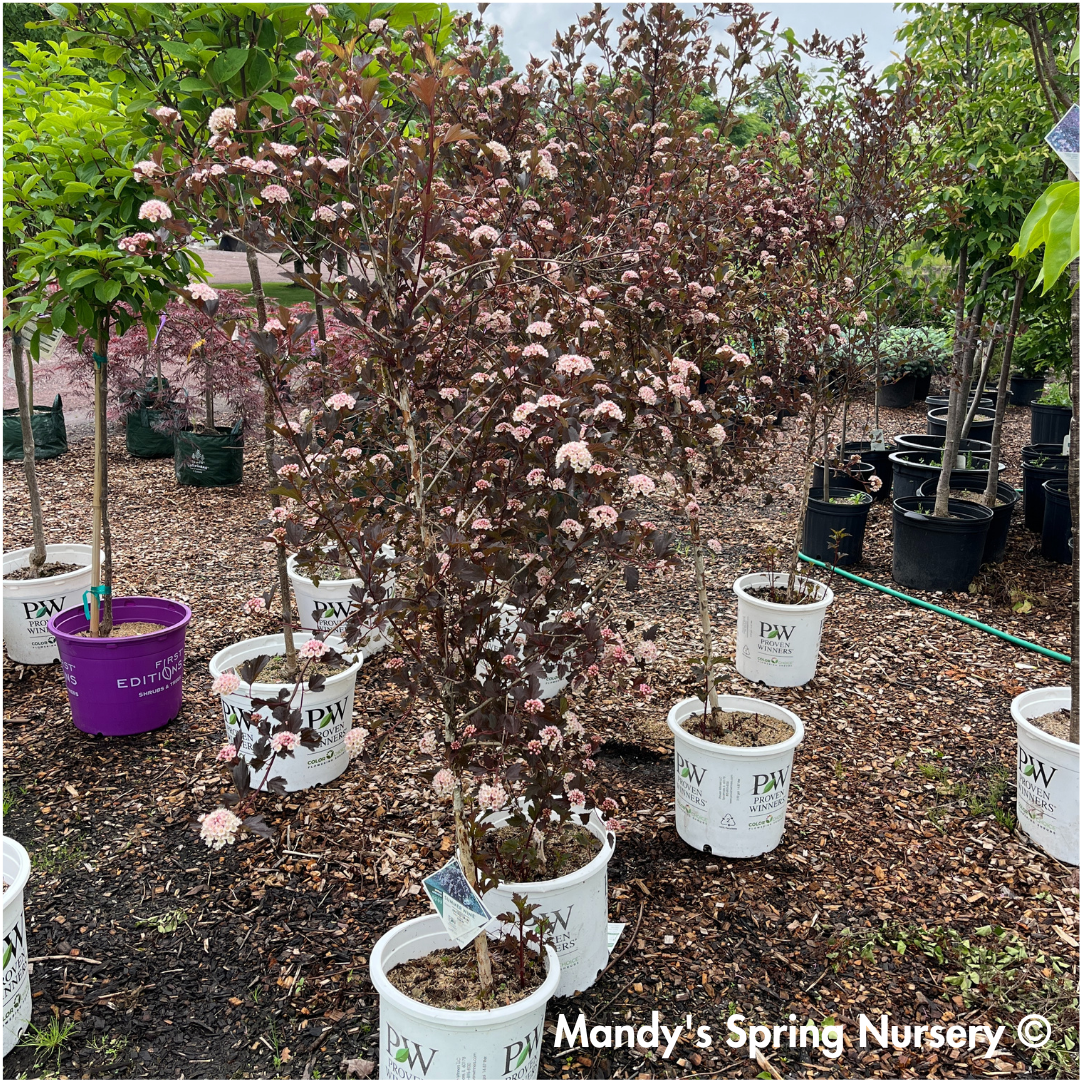 Summer Wine Ninebark Tree | Physocarpus opulifolius 'Seward'