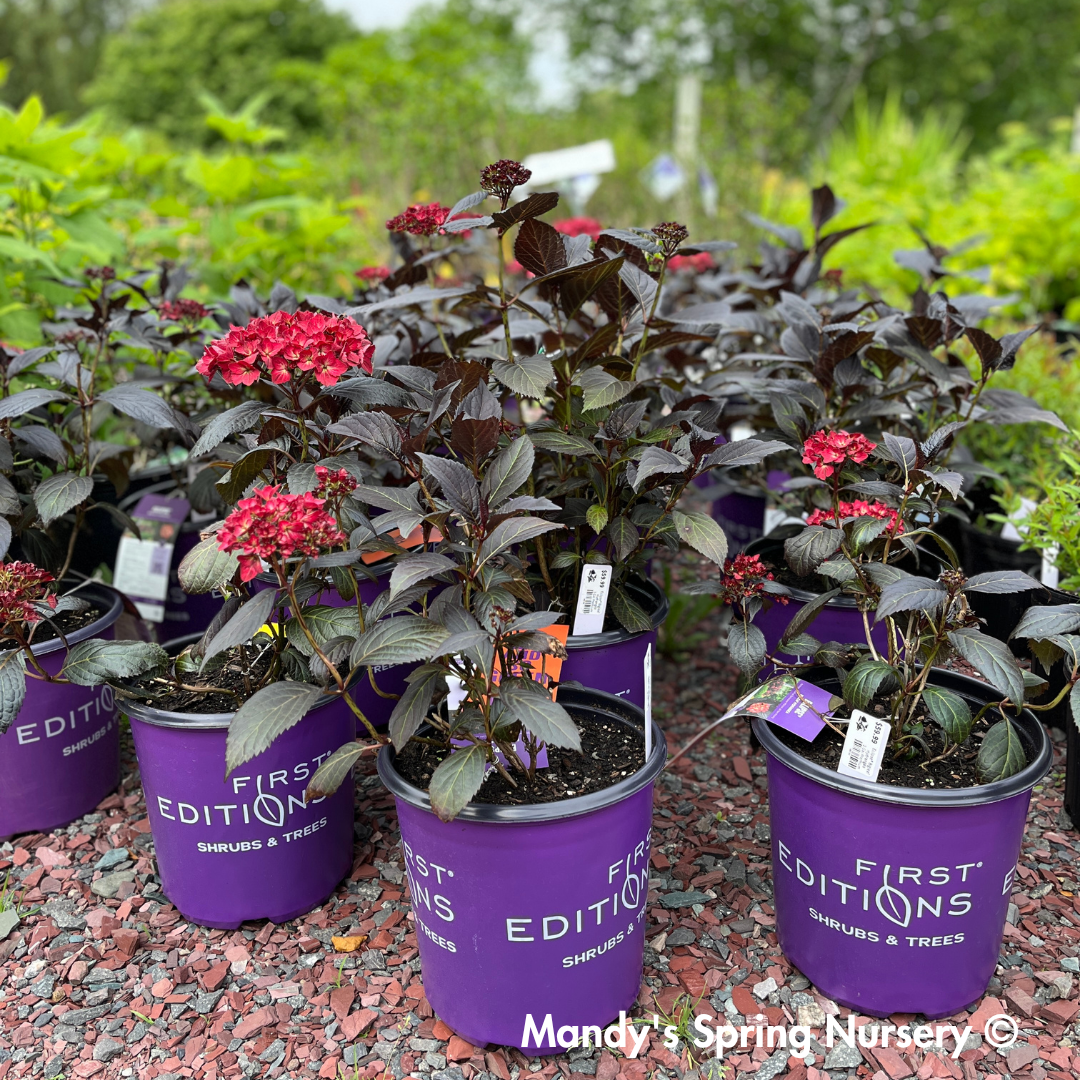 Eclipse® Bigleaf Hydrangea | Hydrangea macrophylla 'Bailmacseven'