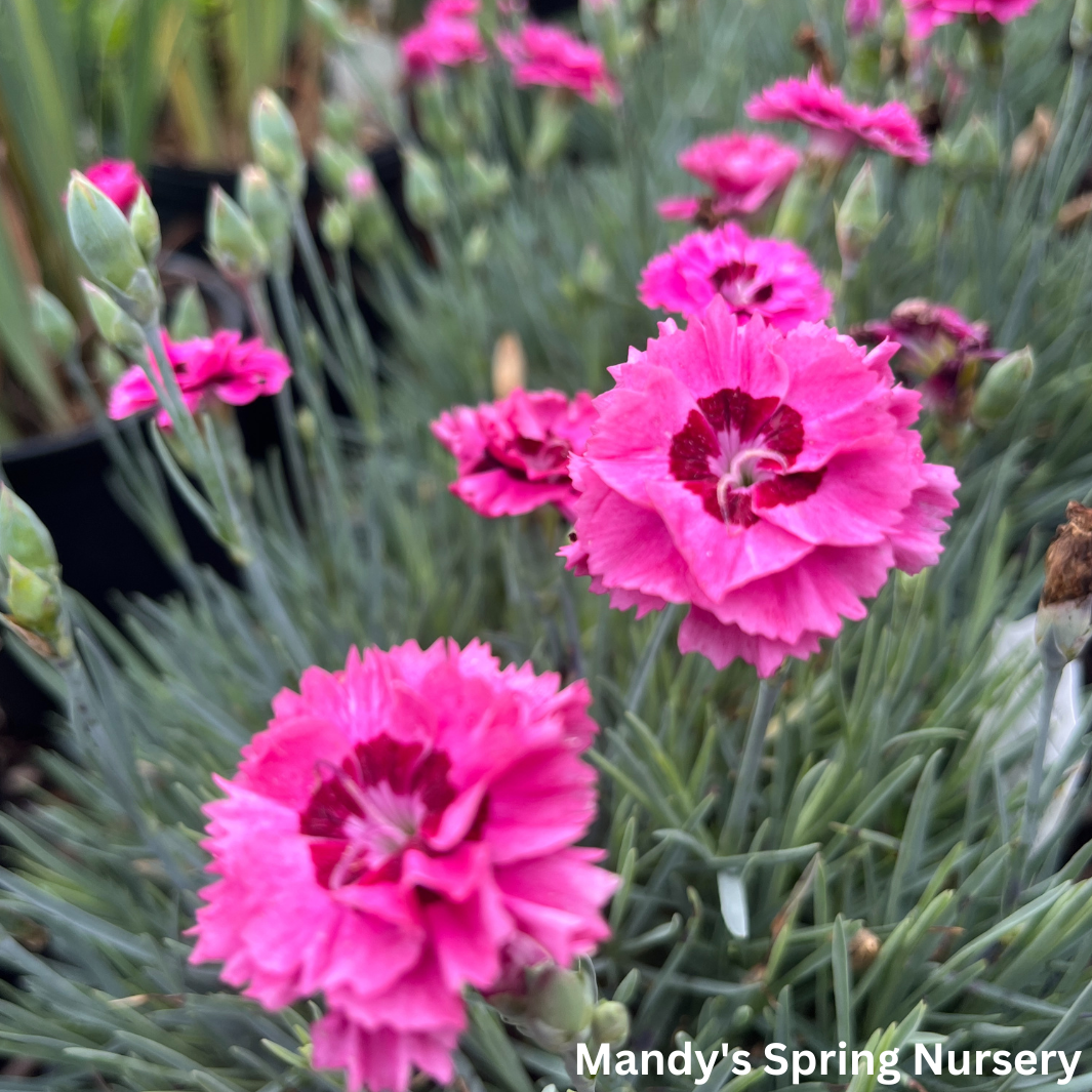 'Cute as a Button' Dianthus | Dianthus 'Cute as a Button'