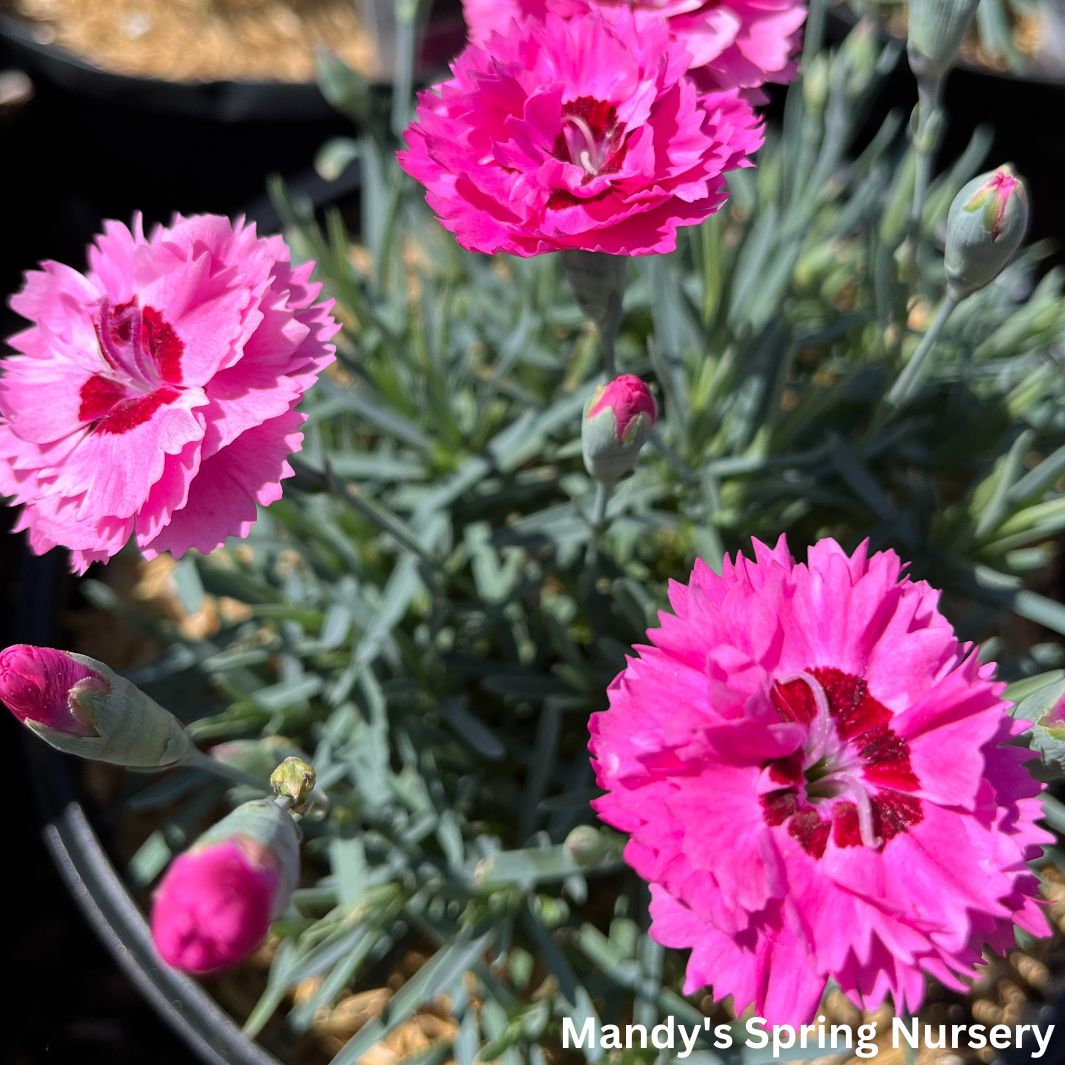 'Cute as a Button' Dianthus | Dianthus 'Cute as a Button'