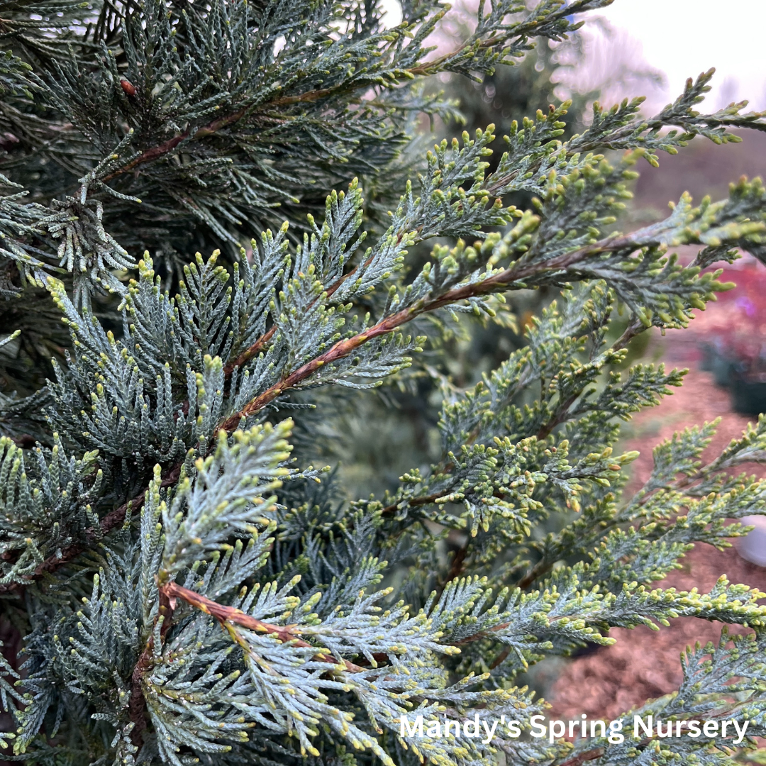 'Moonglow' Juniper | Juniperus scopulorum 'Moonglow'