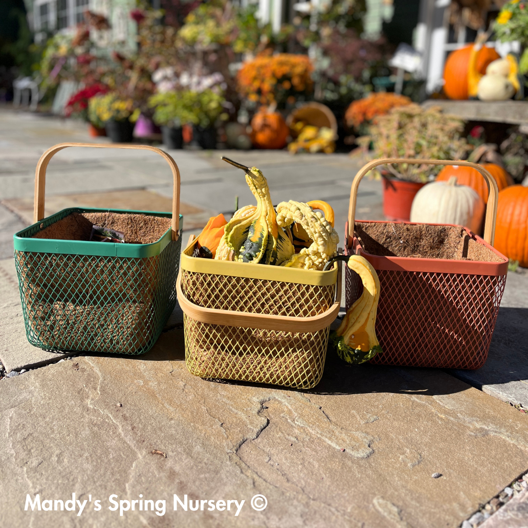 Square Planter w/ Bamboo Handle & Liner