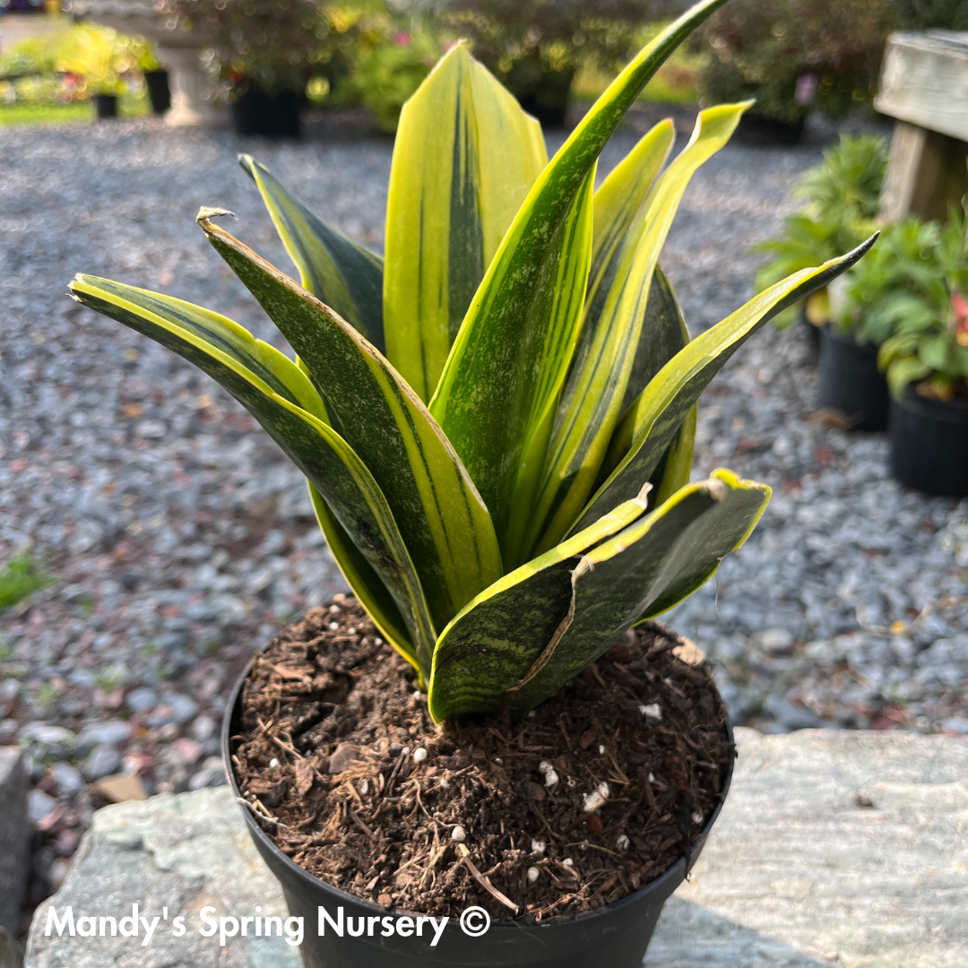 'Golden Flame' Snake Plant