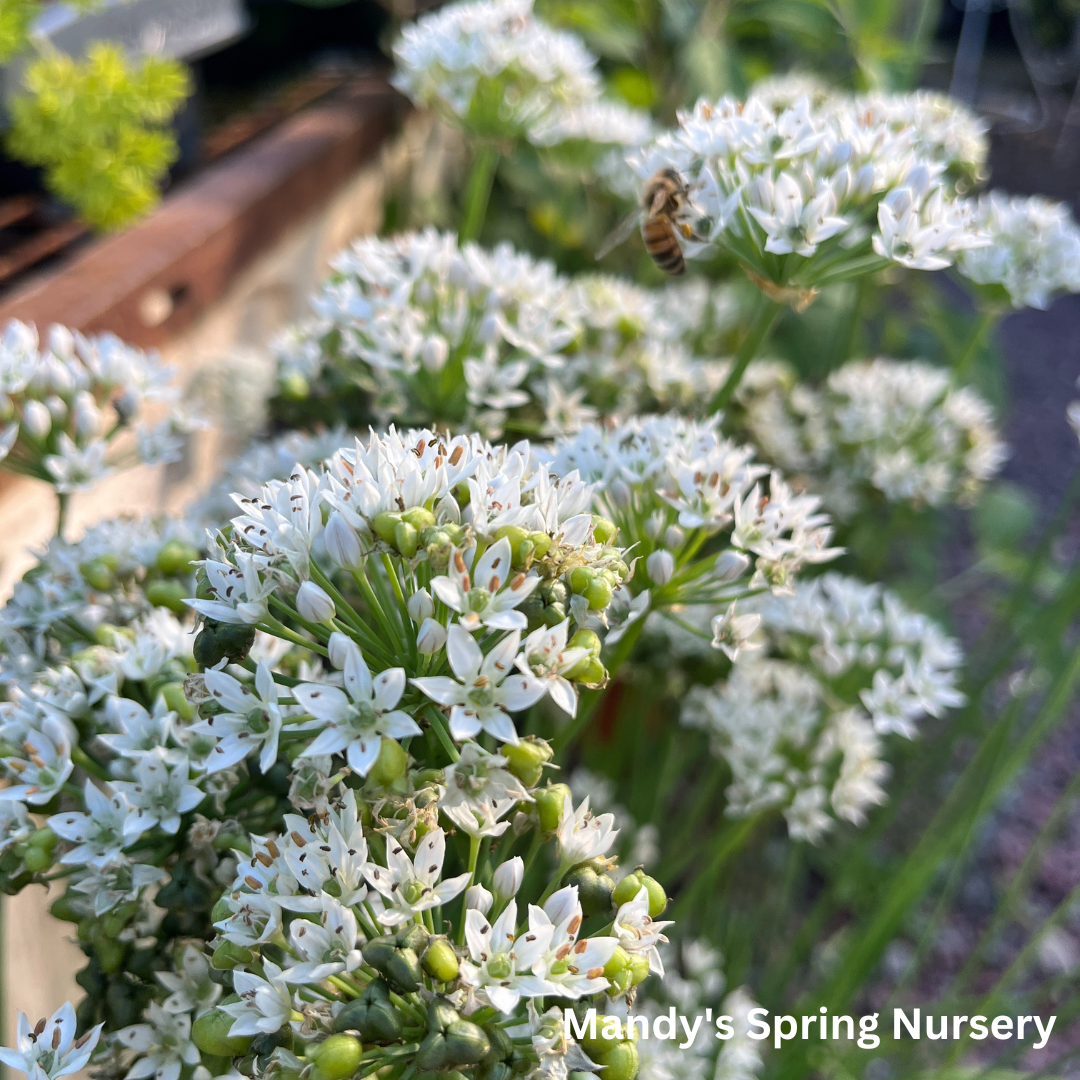 White Garlic Chives | Allium tuberosum
