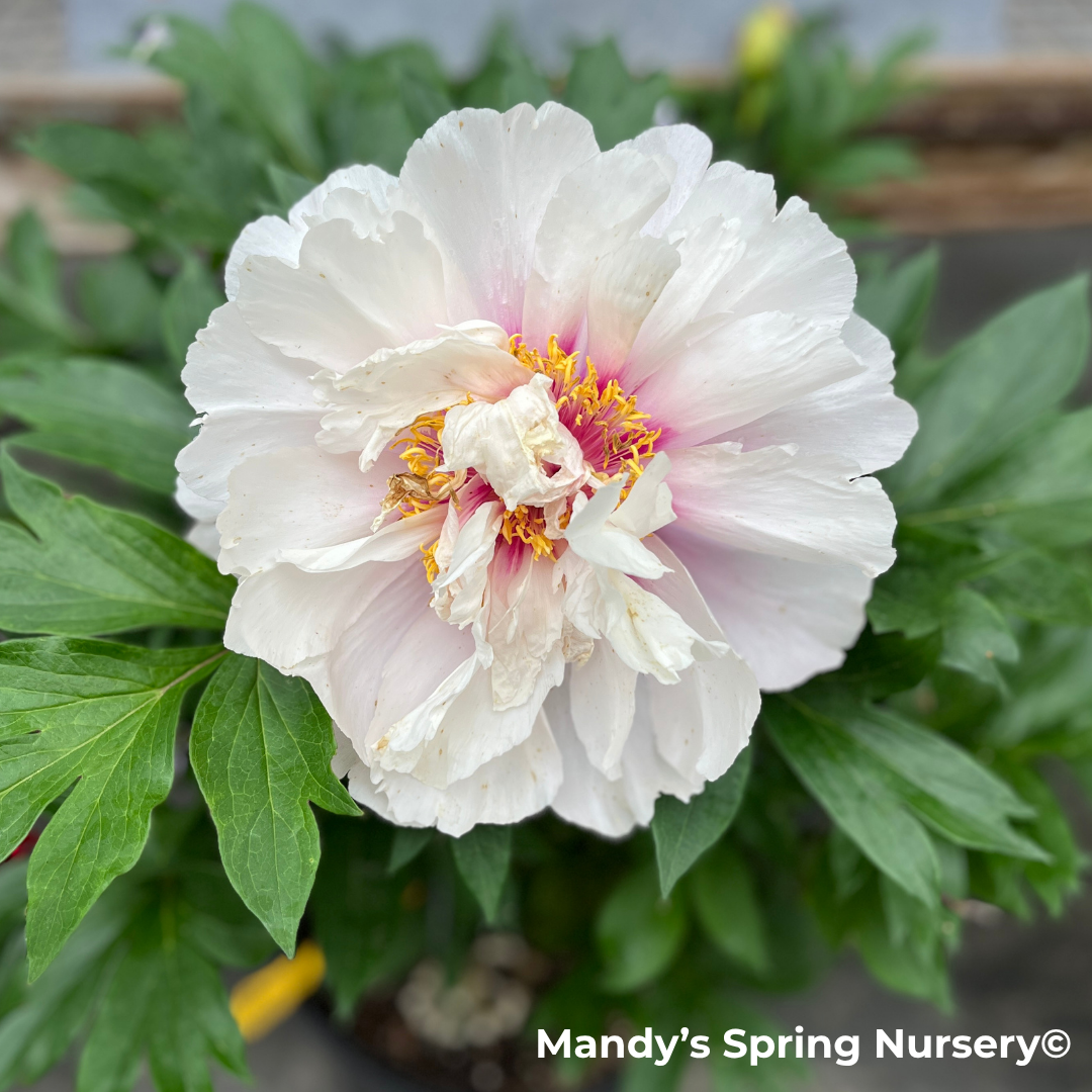 Cora Louise Itoh Peony | Paeonia