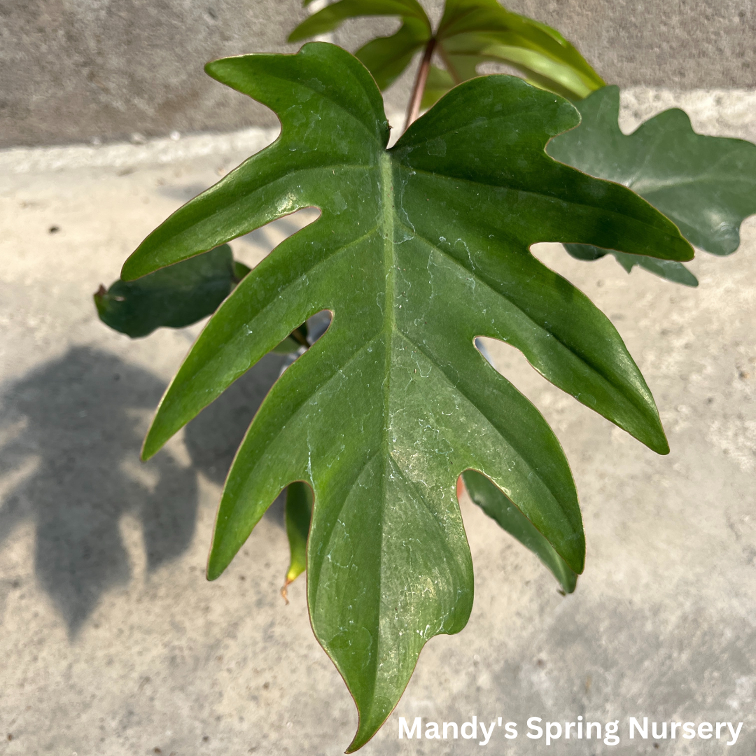 Mayoi Philodendron | Philodendron 'Mayoi'