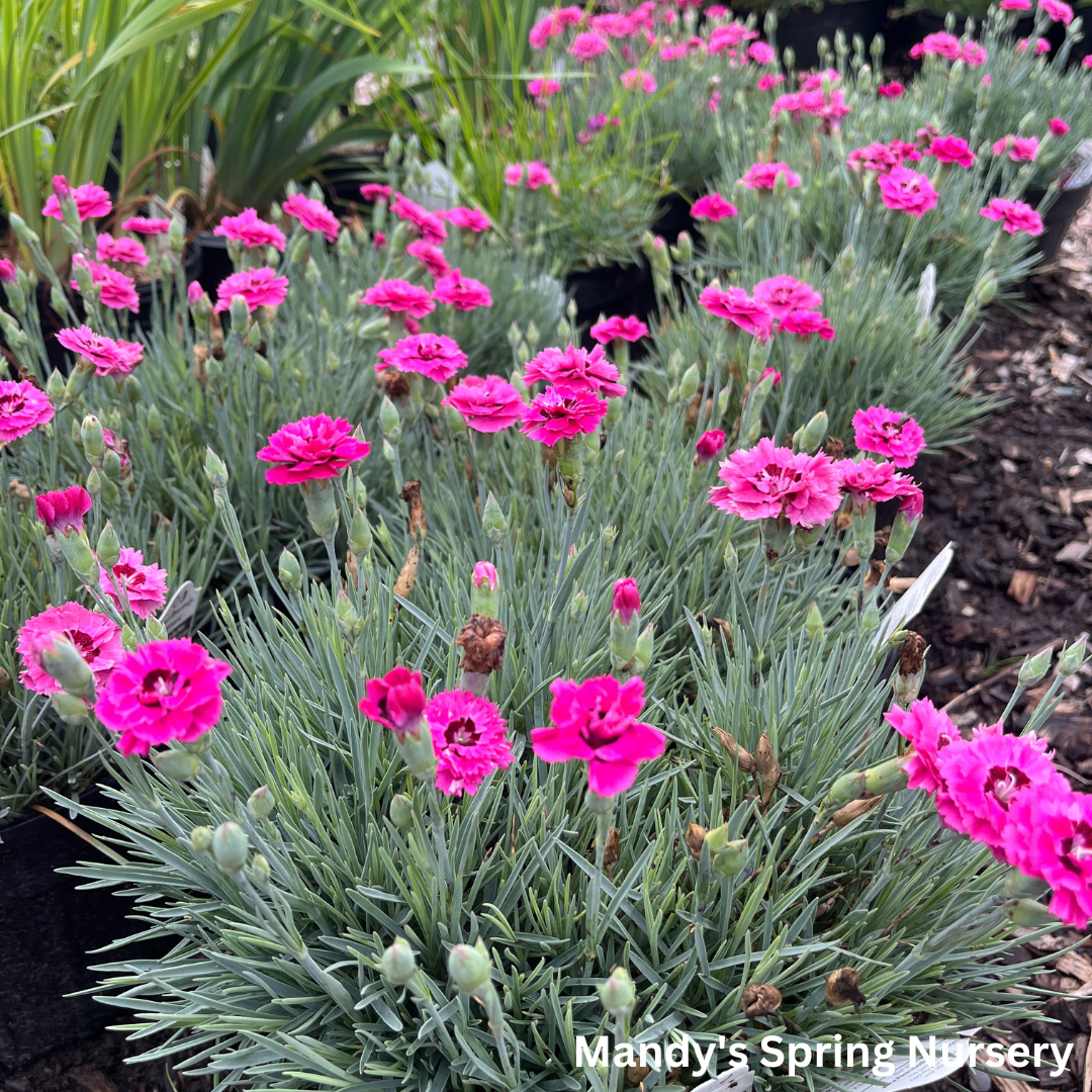'Cute as a Button' Dianthus | Dianthus 'Cute as a Button'