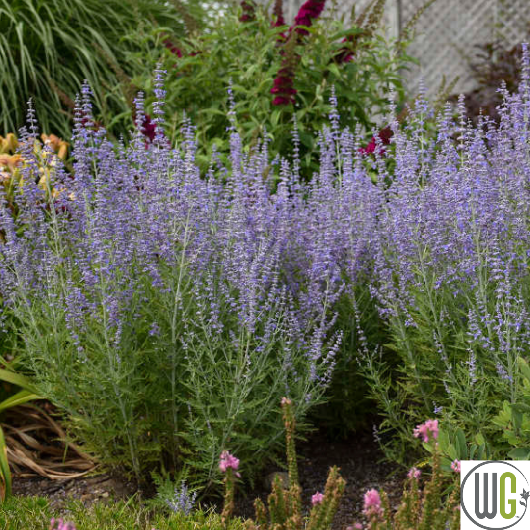 'Blue Jean Baby' Russian Sage | Perovskia atriplicifolia