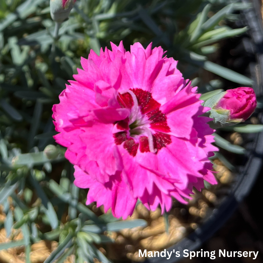 'Cute as a Button' Dianthus | Dianthus 'Cute as a Button'