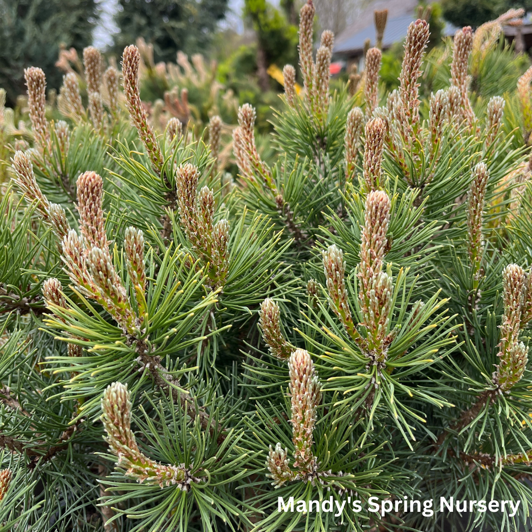 Mugo Pine | Pinus mugo var. pumilio
