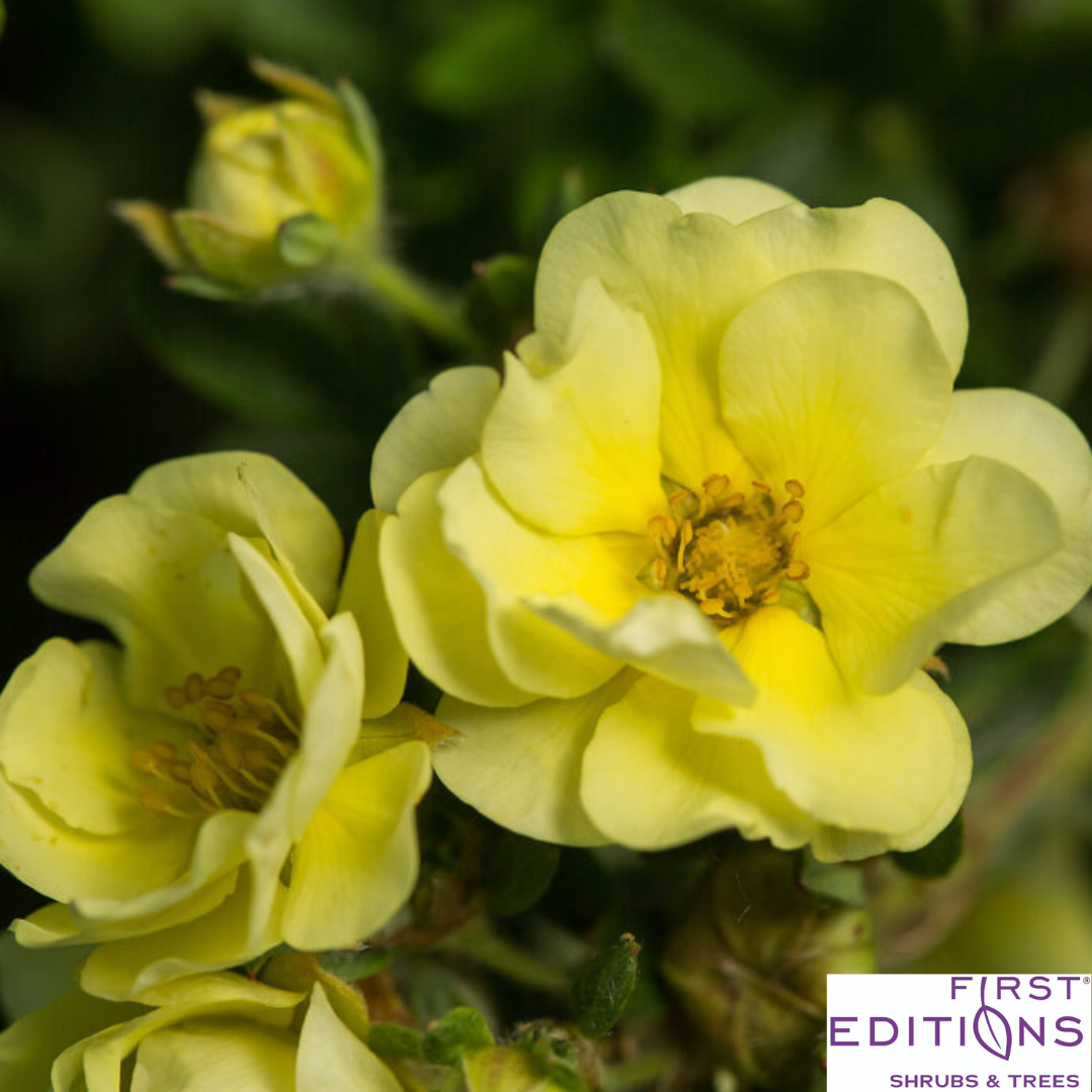 Lemon Meringue Potentilla | Potentilla fruticosa