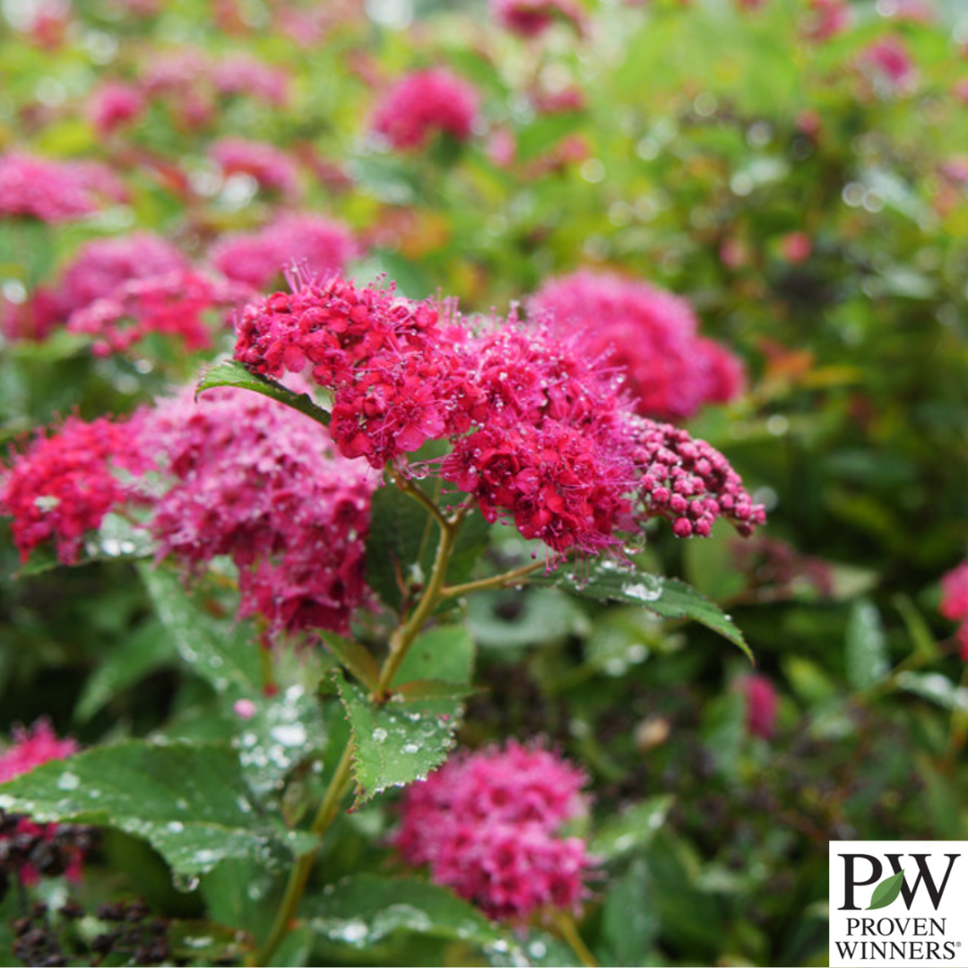 Double Play Doozie® Spirea | Spiraea japonica