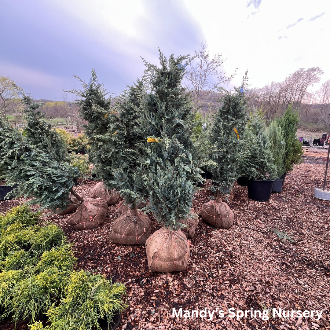 'Moonglow' Juniper | Juniperus scopulorum 'Moonglow'