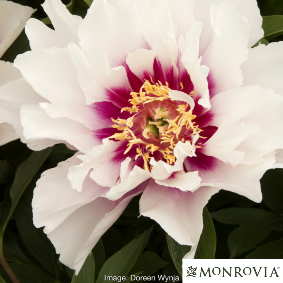Cora Louise Itoh Peony | Paeonia