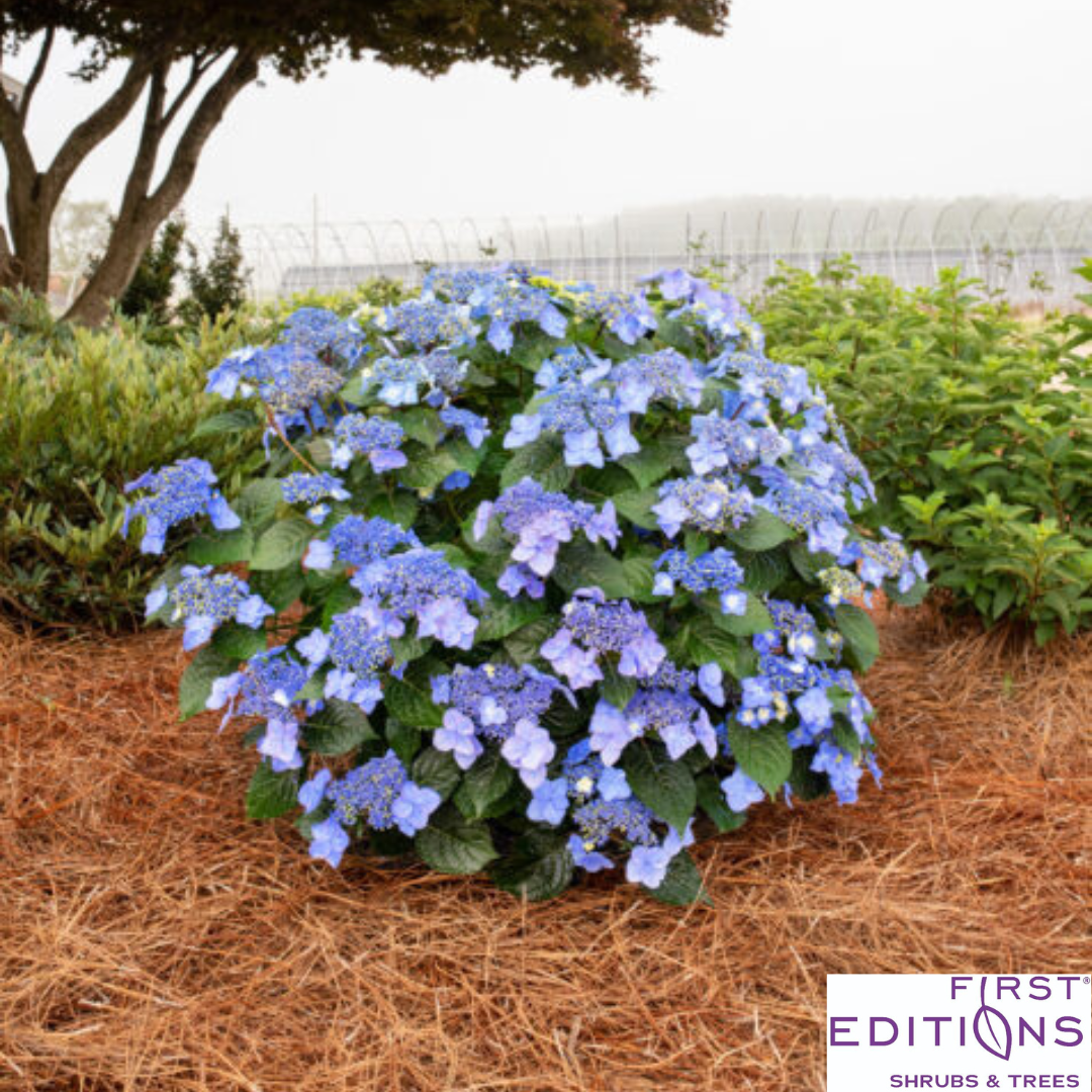 Pop Star Reblooming Endless Summer® Bigleaf Hydrangea | Hydrangea macrophylla 'Bailmacsix'