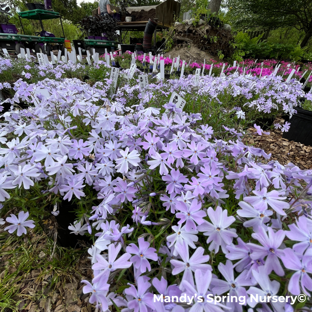 Woodlander Lilac Creeping Phlox | Phlox subulata
