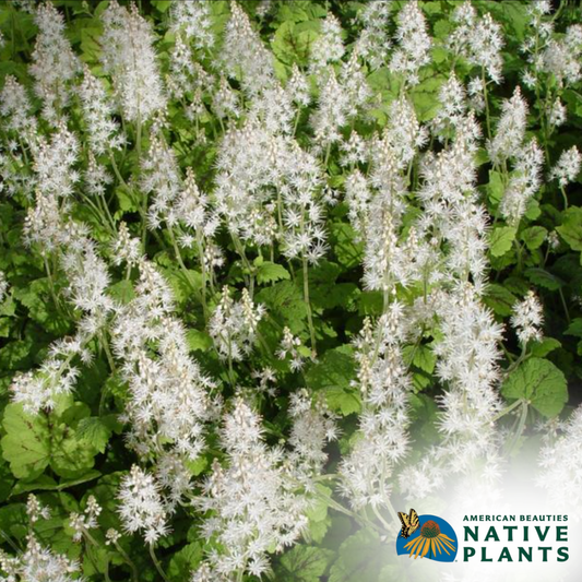 Running Tapestry Foam Flower | Tiarella cordifolia