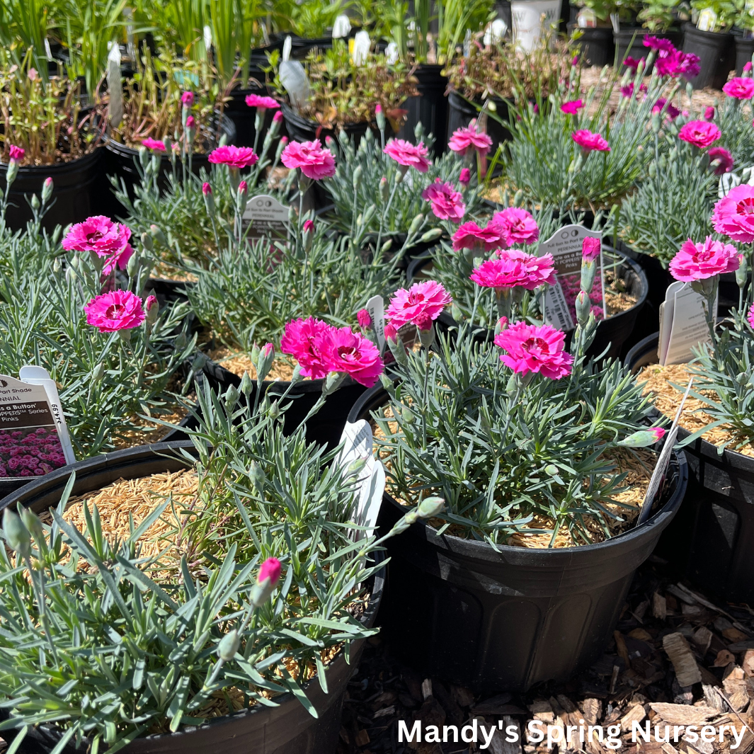 'Cute as a Button' Dianthus | Dianthus 'Cute as a Button'