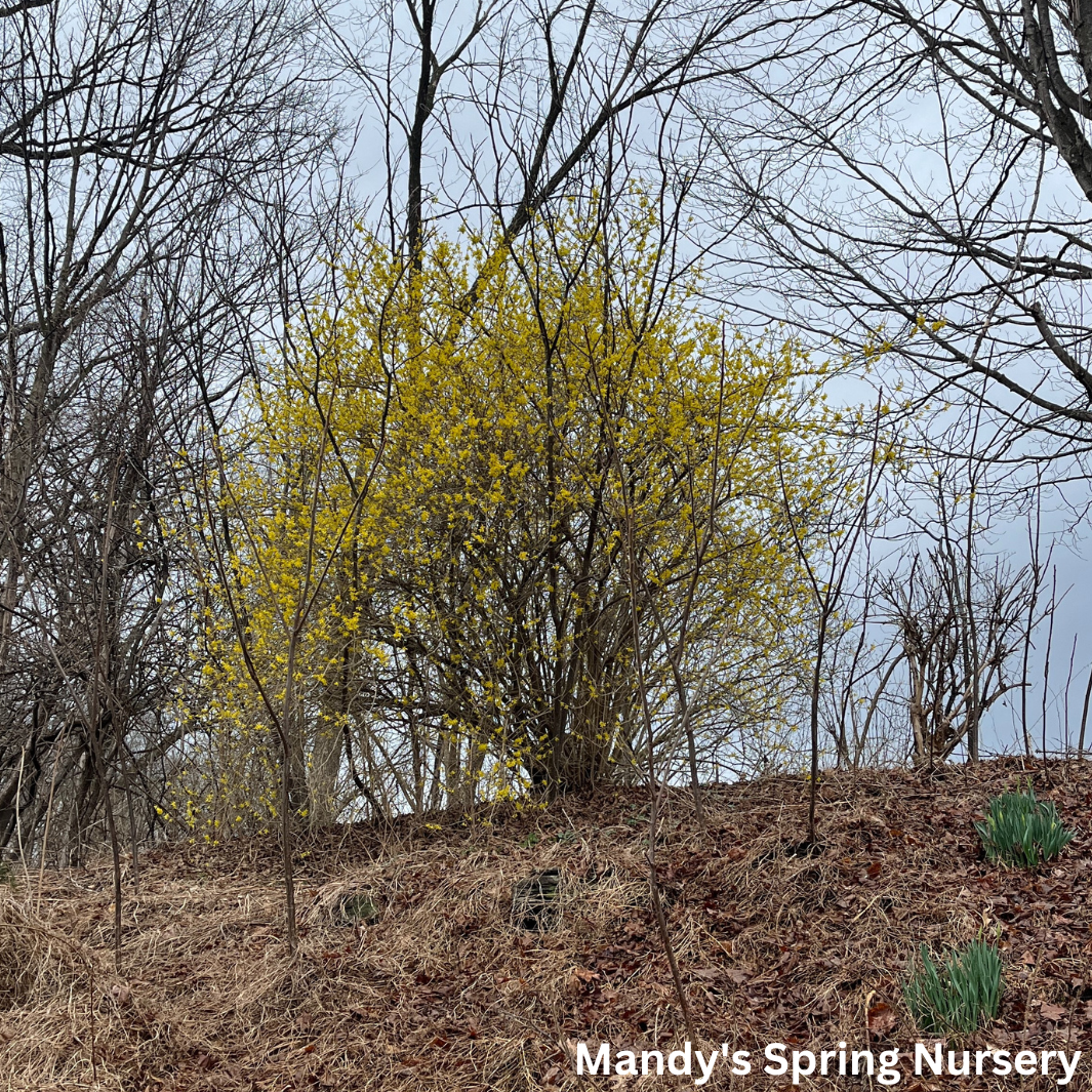 Northern Gold Forsythia