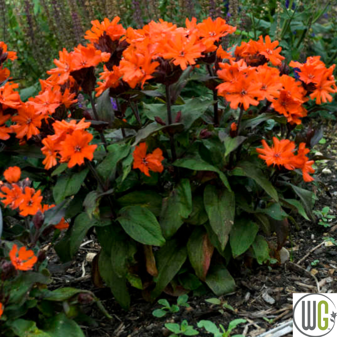 'Orange Gnome' Catchfly | Lychnis arkwrightii