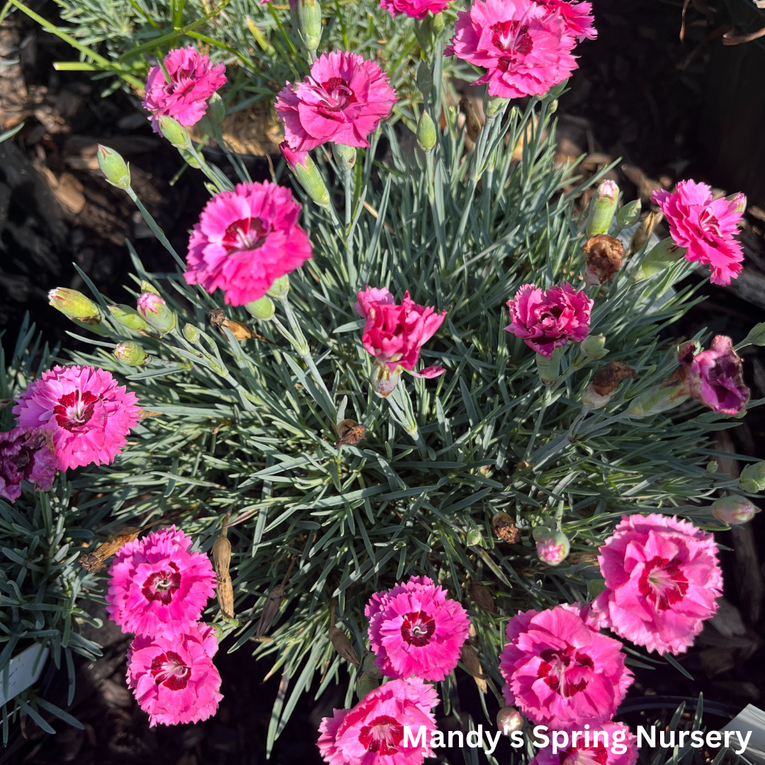 'Cute as a Button' Dianthus | Dianthus 'Cute as a Button'