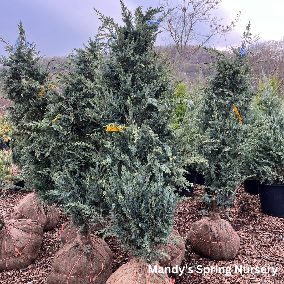 'Moonglow' Juniper | Juniperus scopulorum 'Moonglow'