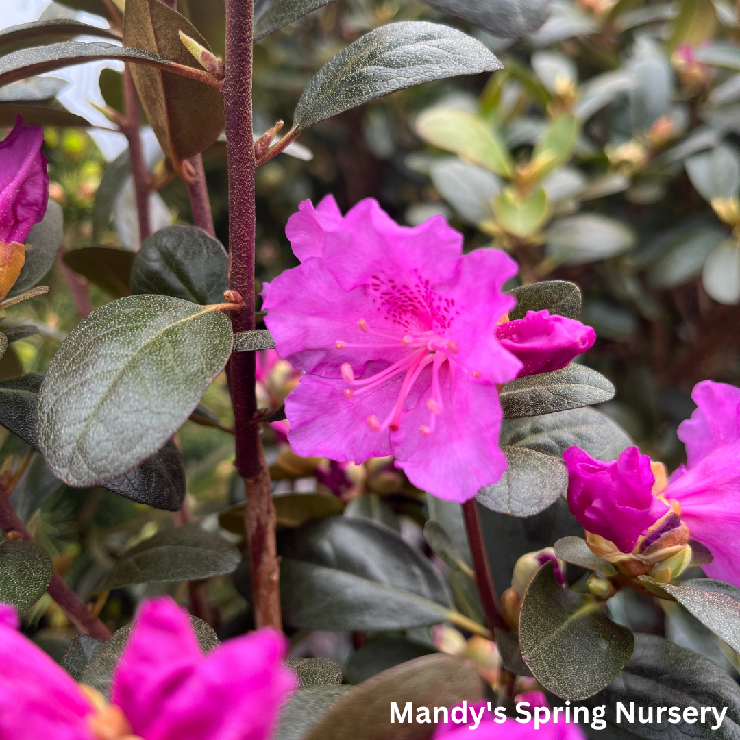 'PJM Elite' Rhododendron | Rhododendron
