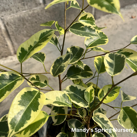 Samantha Weeping Fig | Ficus benjamina 'Samantha'