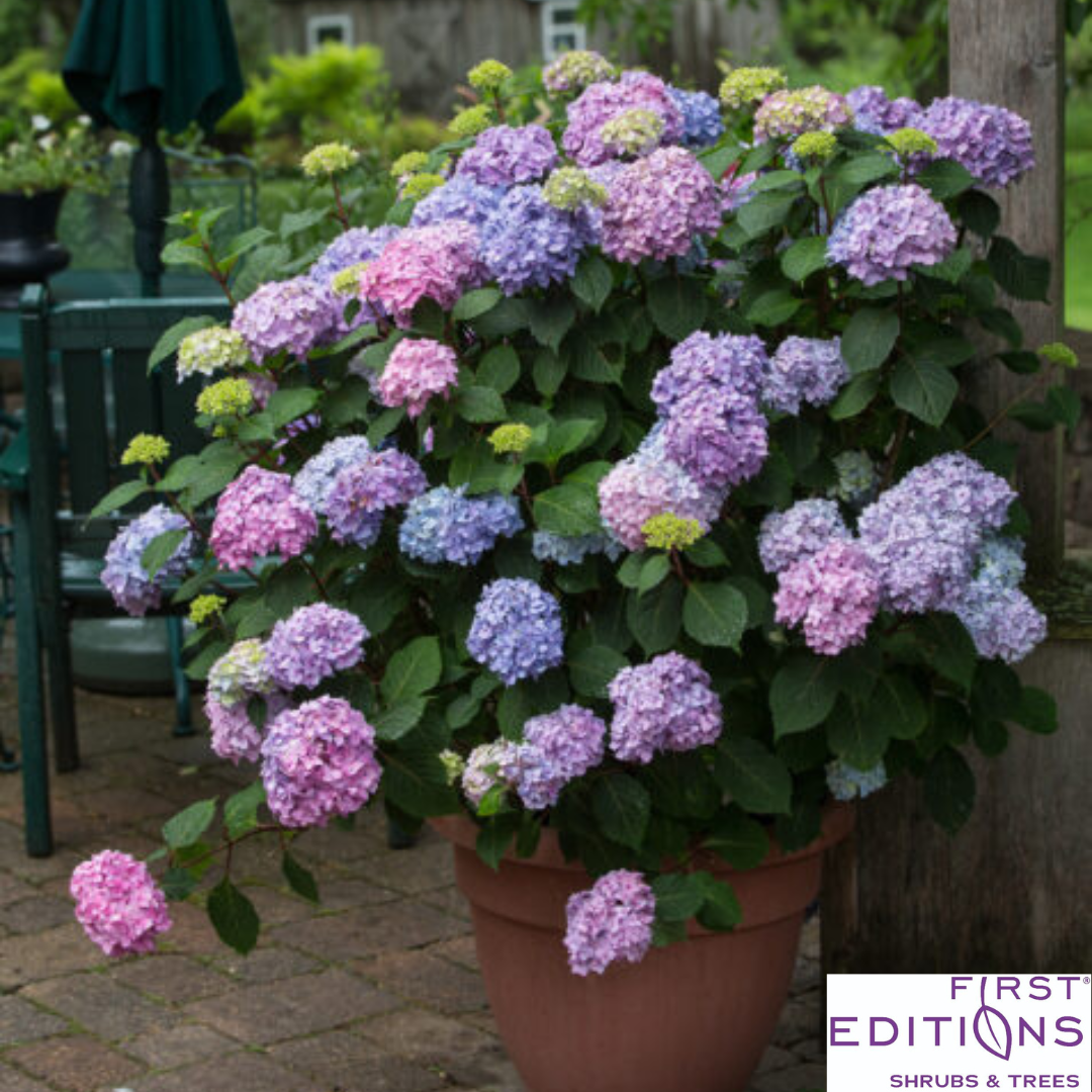 BloomStruck Reblooming Bigleaf Endless Summer® Hydrangea | Hydrangea macrophylla