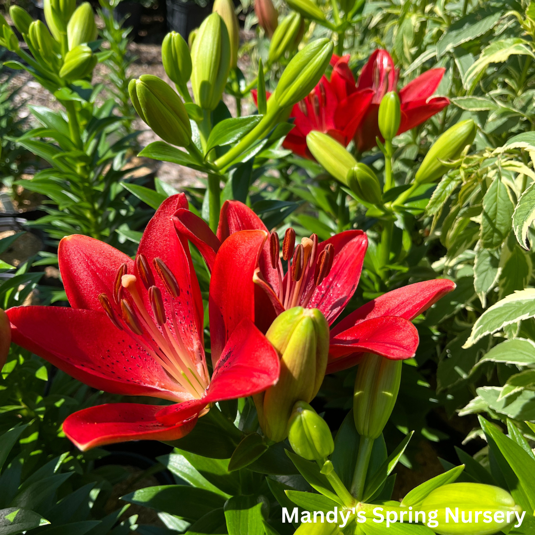 Summer Scarlet®' LA Hybrid Asiatic Lily | longiflorum x asiatic