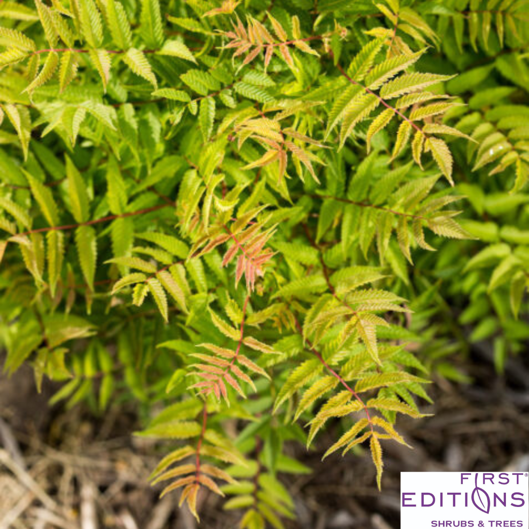 Matcha Ball Ash Leaf Spirea | Sorbaria sorbifolia