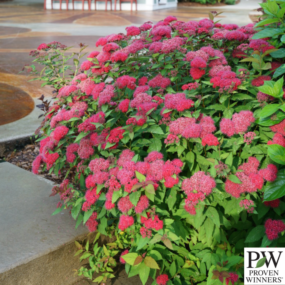 Double Play Doozie® Spirea | Spiraea japonica