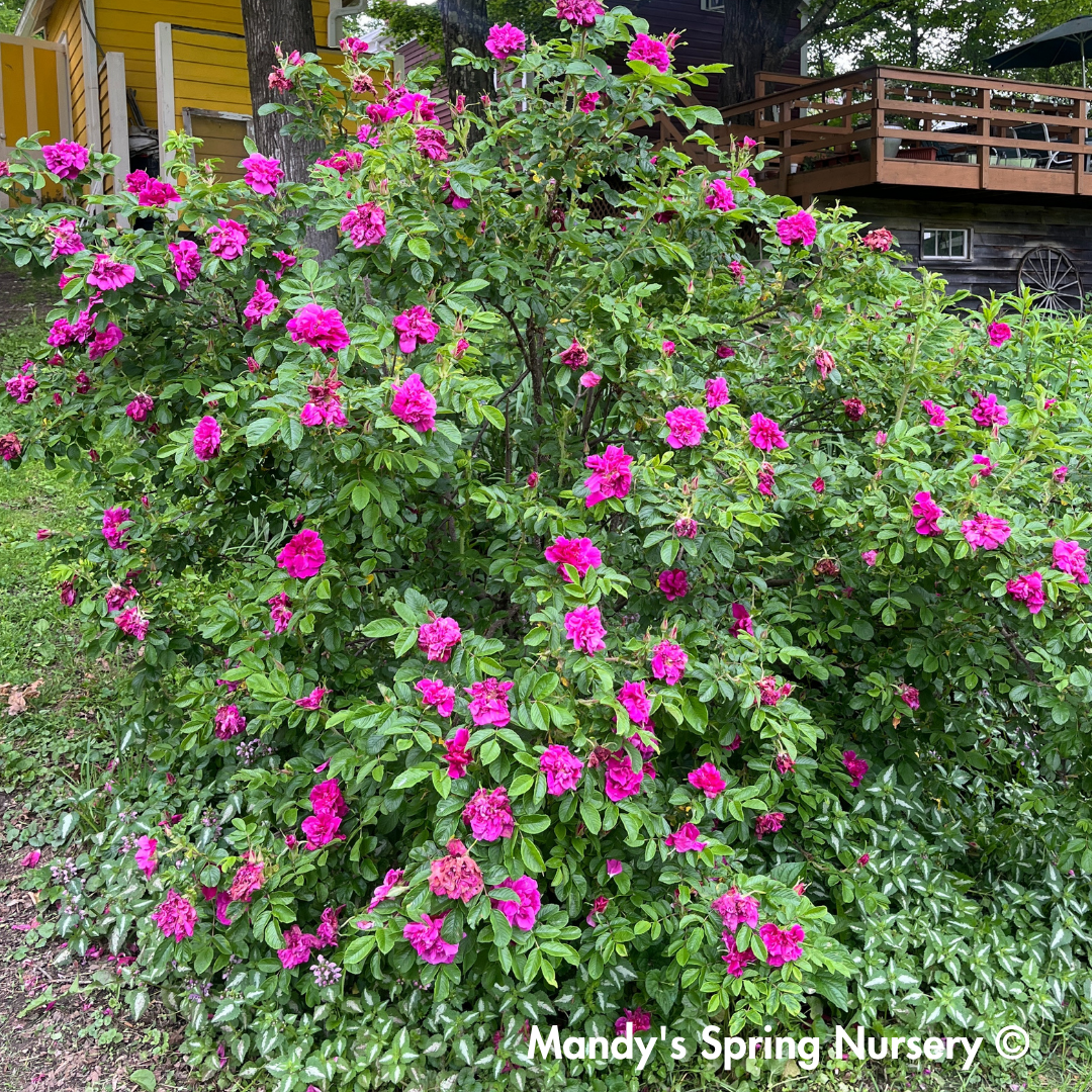 Lotty's Love Rugosa Rose | Rosa rugosa