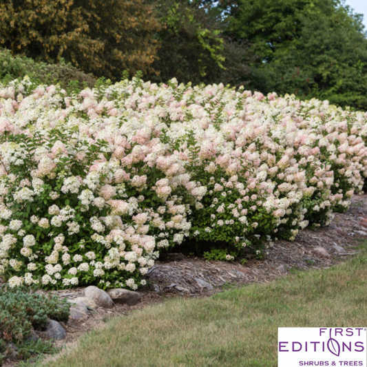Strawberry Sundae Hydrangea | Hydrangea paniculata