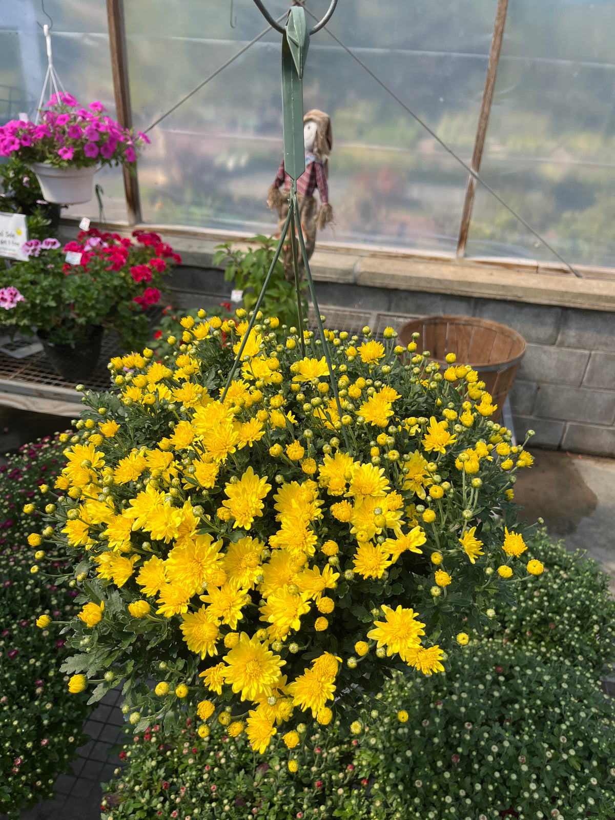Fall Hanging Basket