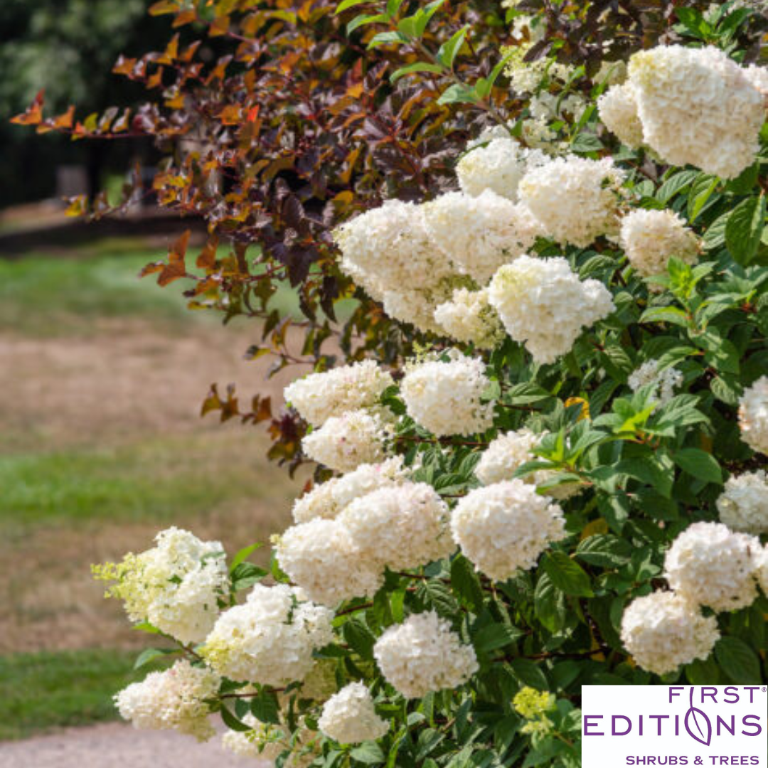 Strawberry Sundae Hydrangea | Hydrangea paniculata