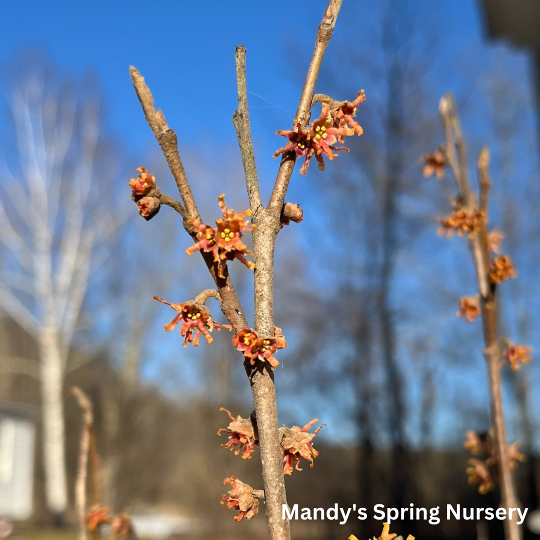 Witch Hazel | Hamamelis
