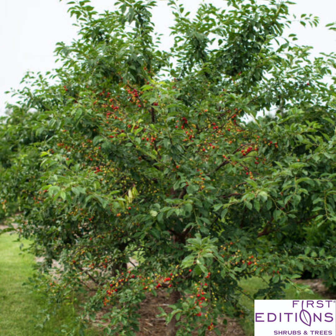 'Sweet Cherry Pie' Cherry Tree | Prunus cerasus 'Eubank'