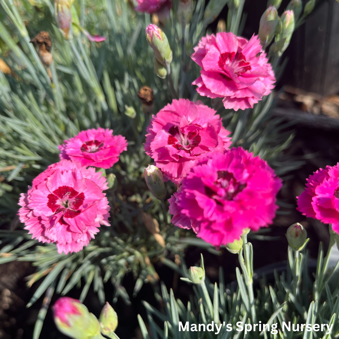 'Cute as a Button' Dianthus | Dianthus 'Cute as a Button'